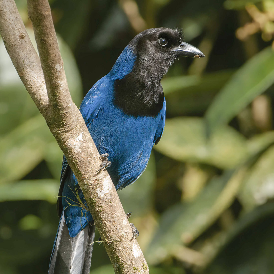 Gralha Azul foto de Zig Koch